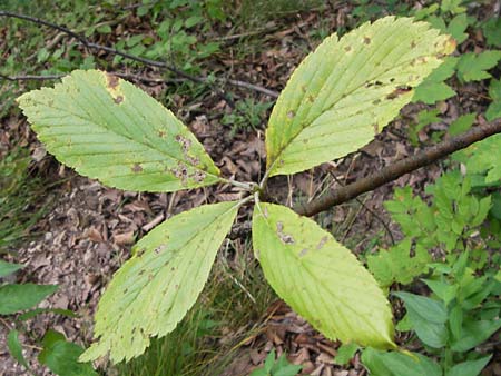 Sorbus acutisecta \ Spitzlappige Mehlbeere / Acute-Lobate Whitebeam, D Wanfried 4.8.2013