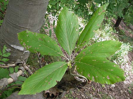 Sorbus acutisecta \ Spitzlappige Mehlbeere / Acute-Lobate Whitebeam, D Wanfried 4.8.2013