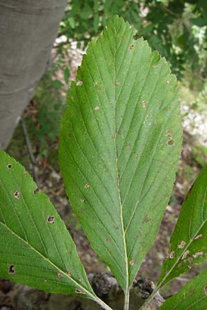 Sorbus acutisecta \ Spitzlappige Mehlbeere / Acute-Lobate Whitebeam, D Wanfried 4.8.2013