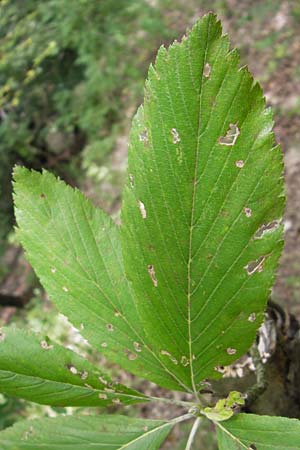 Sorbus acutisecta \ Spitzlappige Mehlbeere / Acute-Lobate Whitebeam, D Wanfried 4.8.2013