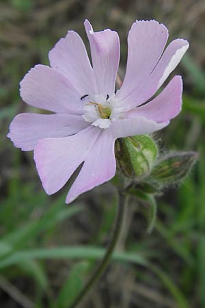 Silene latifolia subsp. alba \ Weie Lichtnelke / White Campion, D Wiesloch 22.8.2013