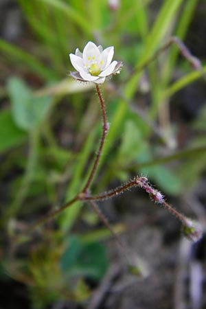 Spergula arvensis \ Acker-Sprgel / Corn Spurrey, D Gladenbach 17.5.2014