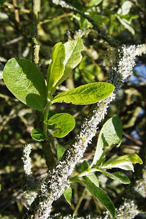 Salix aurita x cinerea \ Weiden-Hybride / Hybrid Willow, D Gimbsheim 23.5.2014