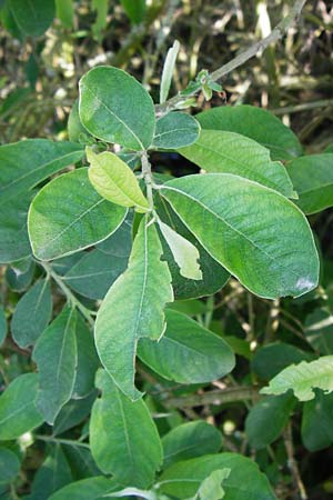 Salix aurita x cinerea \ Weiden-Hybride / Hybrid Willow, D Gimbsheim 23.5.2014