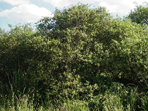 Salix aurita x cinerea \ Weiden-Hybride / Hybrid Willow, D Gimbsheim 23.5.2014
