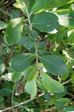 Salix aurita x cinerea \ Weiden-Hybride / Hybrid Willow, D Gimbsheim 23.5.2014