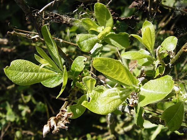 Salix aurita x cinerea \ Weiden-Hybride / Hybrid Willow, D Gimbsheim 23.5.2014