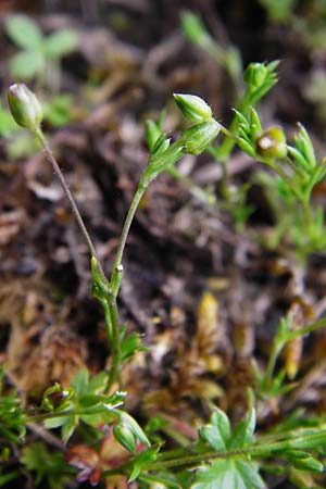 Sagina apetala \ Wimper-Mastkraut, Kronloses Mastkraut / Annual Pearlwort, D Wetzlar 24.5.2014