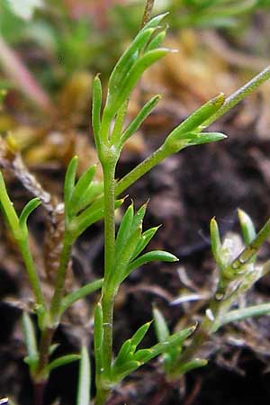 Sagina apetala \ Wimper-Mastkraut, Kronloses Mastkraut / Annual Pearlwort, D Wetzlar 24.5.2014
