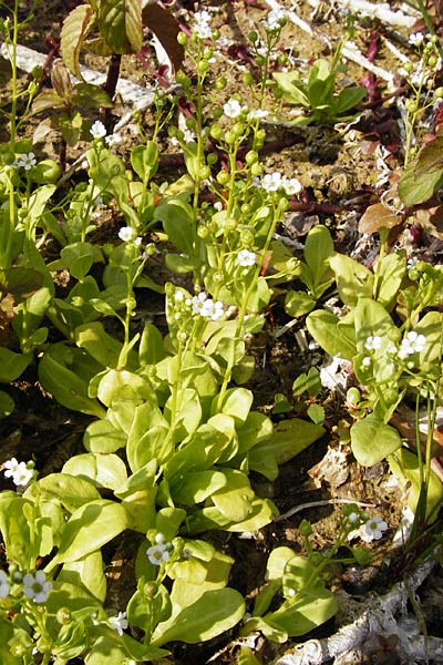 Samolus valerandi \ Salzbunge / Brookweed, D Gimbsheim 1.7.2014