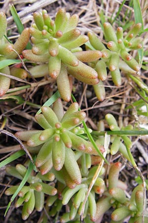 Sedum album \ Weier Mauerpfeffer / White Stonecrop, D Wetzlar 5.7.2014