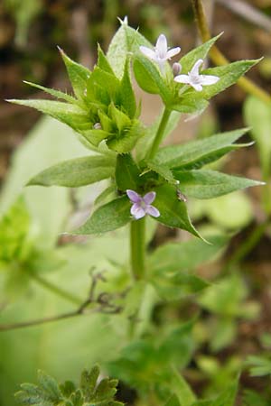 Sherardia arvensis, Ackerröte Sherardia arvensis, Ackerröte