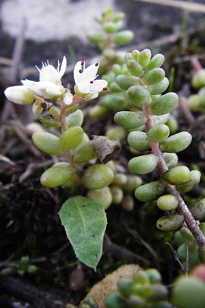 Sedum album \ Weier Mauerpfeffer / White Stonecrop, D Mannheim 14.10.2014