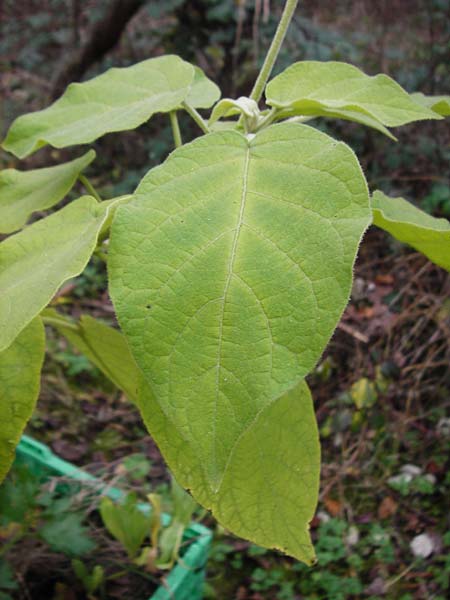 Solanum abutiloides \ Zwerg-Baumtomate, Brasilianischer Samt-Pfirsich / Dwarf Tamarillo, D Odenwald, Lautertal 30.11.2014