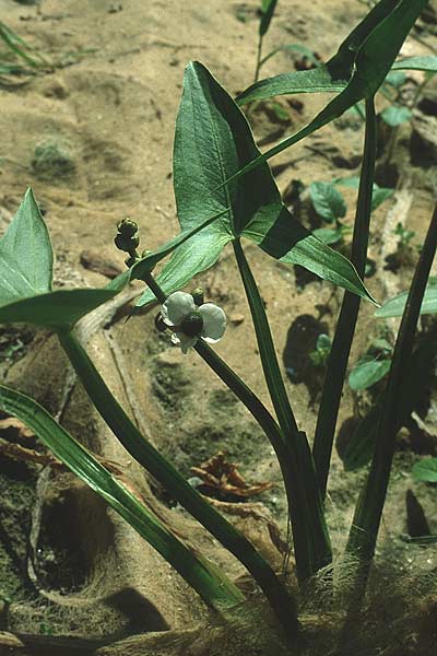Sagittaria sagittifolia, Gewöhnliches Pfeilkraut