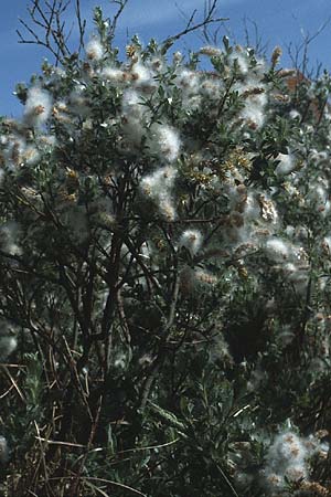Salix repens subsp. arenaria \ Sand-Weide / Creeping Willow, D Insel/island Spiekeroog 11.6.1984