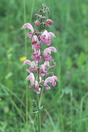 Salvia pratensis \ Wiesen-Salbei / Meadow Clary, D Taubergießen 8.5.2005