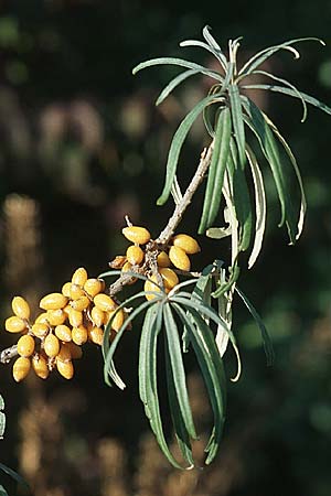 Hippophae rhamnoides \ Sanddorn / Sea Buckthorn, D Mannheim 13.9.2007