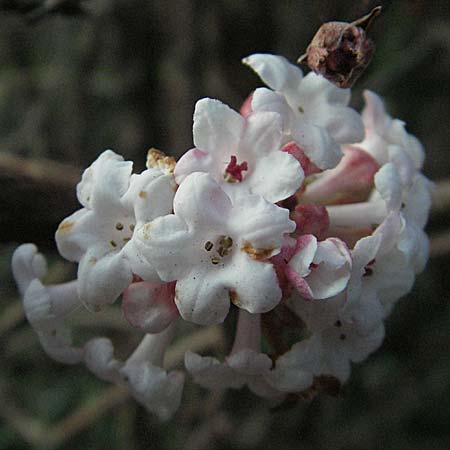 Viburnum x bodnantense \ Winter-Schneeball, Duft-Schneeball / Winter Guelder Rose, D Heidelberg 22.12.2006