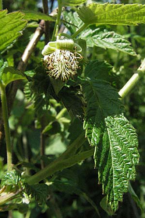 Rubus saxatilis \ Steinbeere / Stone Bramble, D Hüfingen 18.5.2007