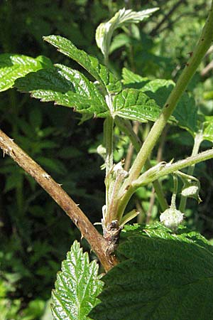 Rubus saxatilis \ Steinbeere / Stone Bramble, D Hüfingen 18.5.2007