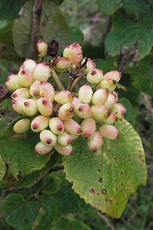 Viburnum lantana \ Wolliger Schneeball / Wayfaring Tree, D Neuleiningen 3.7.2007