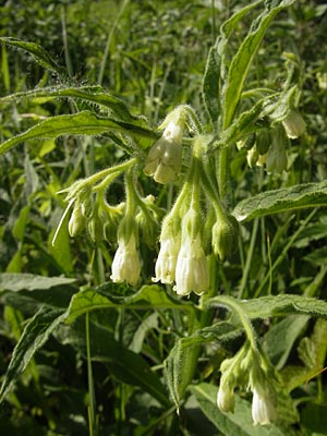 Symphytum bohemicum \ Weier Arznei-Beinwell / Bohemian Comfrey, D Graben-Neudorf 9.5.2011