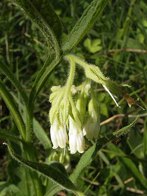 Symphytum bohemicum \ Weier Arznei-Beinwell / Bohemian Comfrey, D Graben-Neudorf 9.5.2011