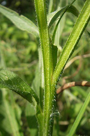Symphytum bohemicum \ Weier Arznei-Beinwell / Bohemian Comfrey, D Graben-Neudorf 9.5.2011