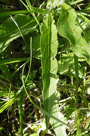Symphytum bohemicum \ Weier Arznei-Beinwell / Bohemian Comfrey, D Graben-Neudorf 9.5.2011