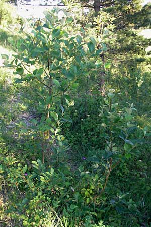 Sorbus badensis \ Badische Mehlbeere / Baden Whitebeam, D Königheim 30.5.2011