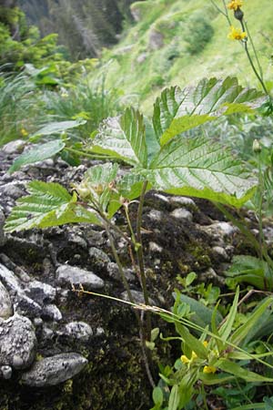 Rubus saxatilis \ Steinbeere / Stone Bramble, D Immenstadt 21.6.2011