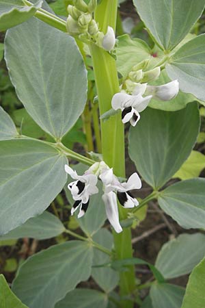 Vicia faba \ Sau-Bohne, Acker-Bohne / Broad Bean, Field Bean, D Kehl 7.9.2011