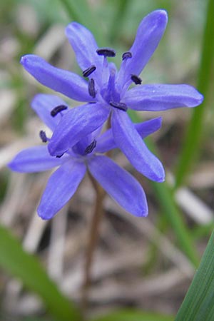 Scilla bifolia \ Zweiblttriger Blaustern / Alpine Squill, D Ludwigshafen 29.3.2012