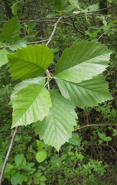 Sorbus badensis \ Badische Mehlbeere / Baden Whitebeam, D Mosbach 12.5.2012