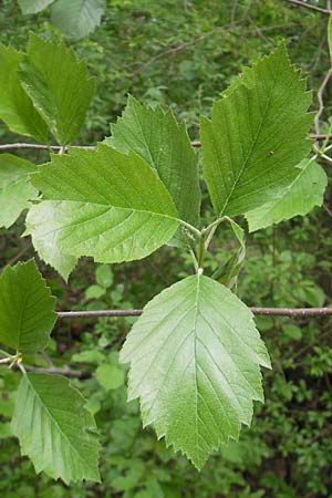 Sorbus badensis \ Badische Mehlbeere / Baden Whitebeam, D Mosbach 12.5.2012