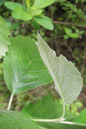 Sorbus badensis \ Badische Mehlbeere / Baden Whitebeam, D Mosbach 12.5.2012