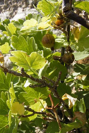Ribes uva-crispa \ Stachelbeere / Gooseberry, D Thüringen, Drei Gleichen 6.8.2013