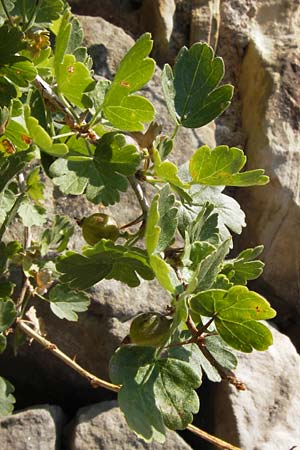 Ribes uva-crispa \ Stachelbeere / Gooseberry, D Thüringen, Drei Gleichen 6.8.2013