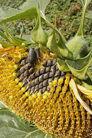 Helianthus annuus \ Sonnenblume / Sunflower, D Mannheim 29.9.2013