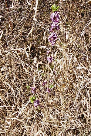 Daphne mezereum \ Seidelbast / Mezereon, D Nüdlingen 27.3.2014