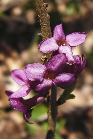 Daphne mezereum \ Seidelbast / Mezereon, D Nüdlingen 27.3.2014