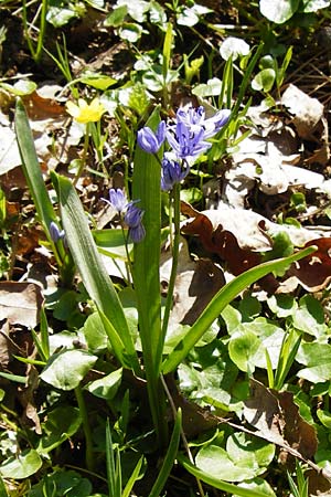 Scilla bifolia \ Zweiblttriger Blaustern / Alpine Squill, D Wassertrüdingen-Obermögersheim 29.3.2014