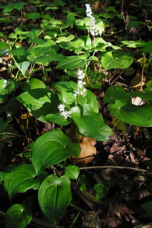 Maianthemum bifolium \ Schattenblmchen / May Lily, False Lily of the Valley, D Ketsch 16.5.2014