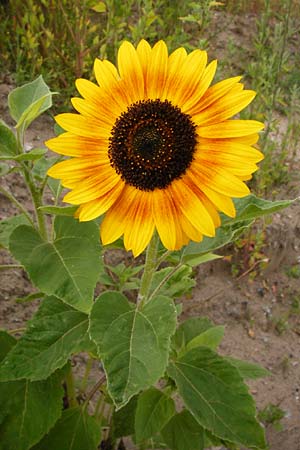 Helianthus annuus \ Sonnenblume / Sunflower, D Mannheim 16.7.2014