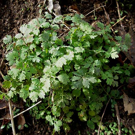 Chelidonium majus \ Groes Schllkraut, D Weinheim an der Bergstraße 26.3.2006