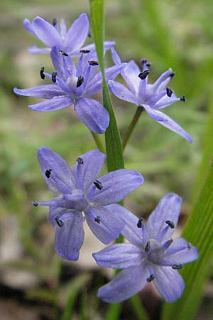 Scilla bifolia \ Zweiblttriger Blaustern / Alpine Squill, D Mannheim 11.4.2006