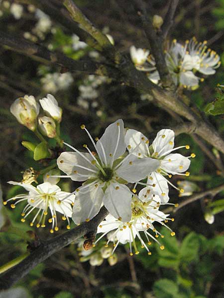 Prunus spinosa \ Schlehe, Schwarzdorn / Sloe, Blackthorn, D Mannheim 19.4.2006