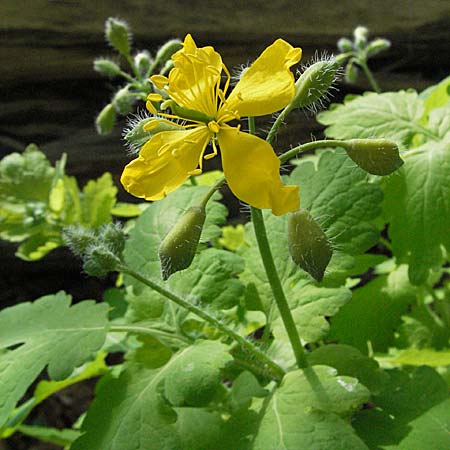 Chelidonium majus \ Groes Schllkraut, D Bürstadt 29.4.2006