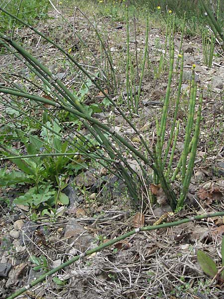 Equisetum ramosissimum \ stiger Schachtelhalm / Branched Horsetail, D Bürstadt 29.4.2006